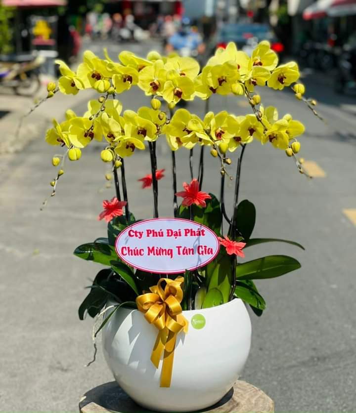 Chậu hoa chúc mừng tại tiệm hoa tươi quận 5